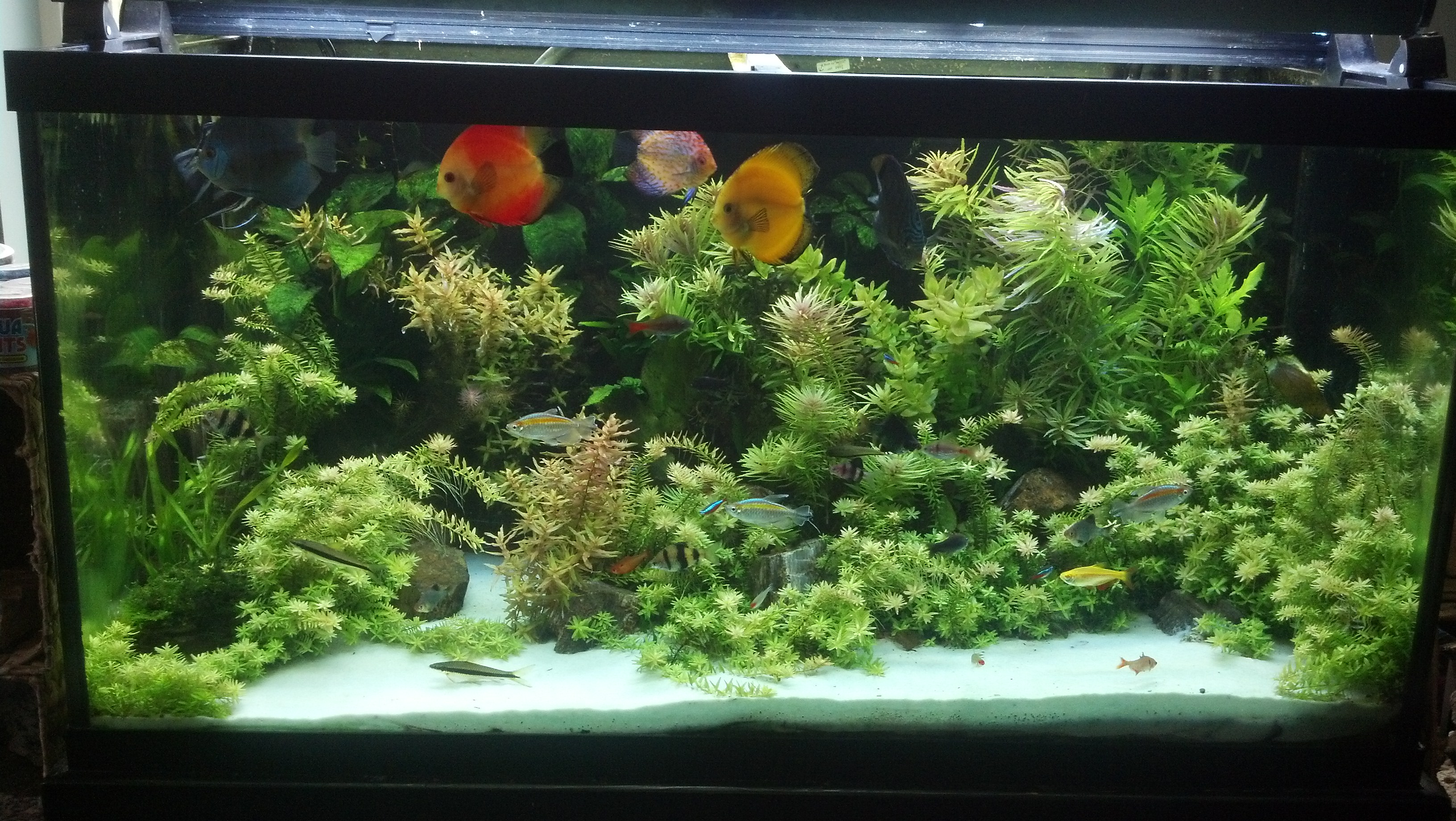 Best Tank Set Up For Discus Fish Collection of lovely discus tanks