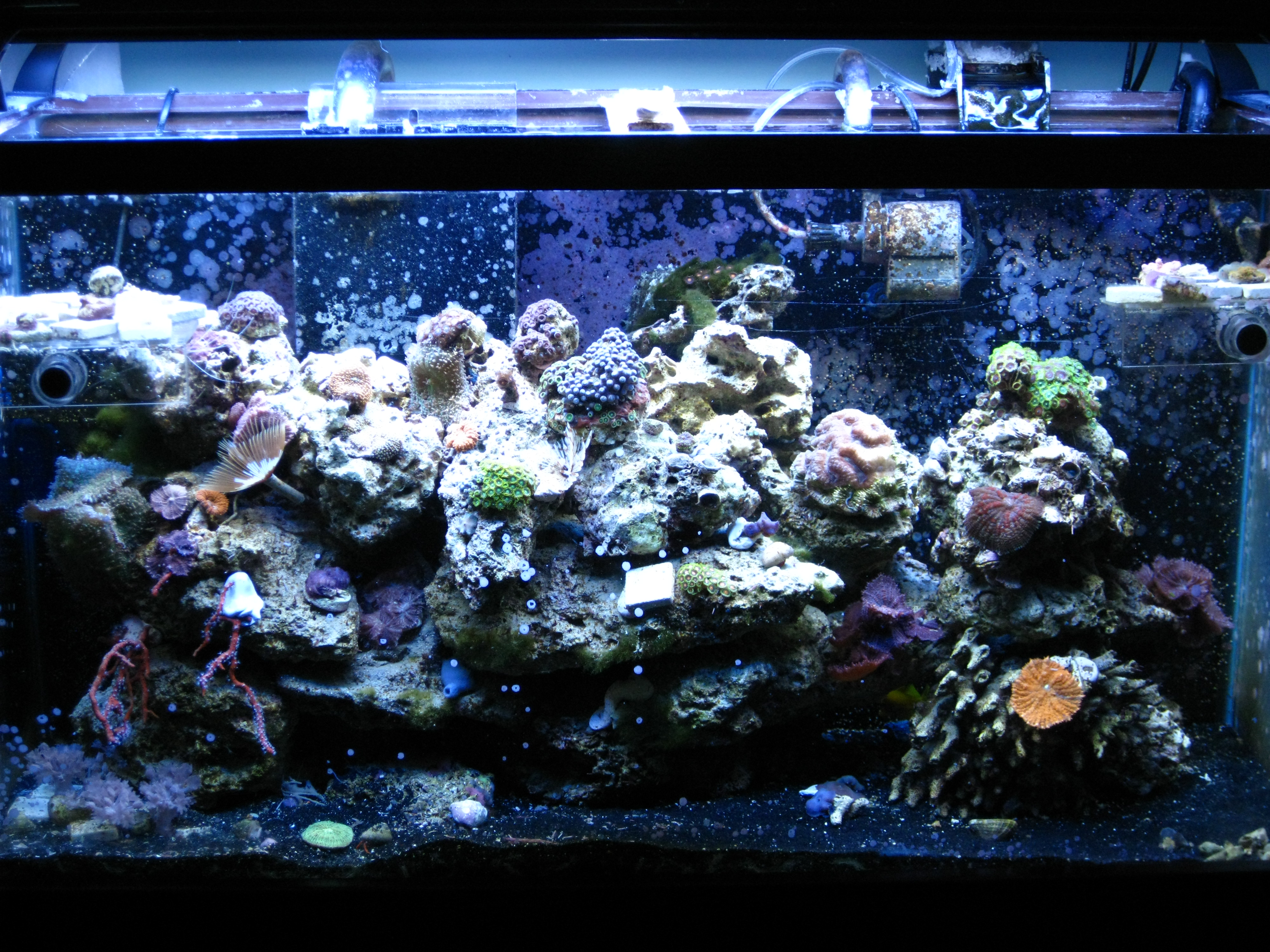 IMG_0329 Advanced Aquarium Concepts