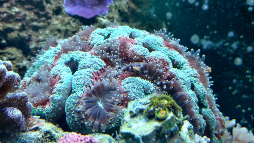 best foods to feed corals