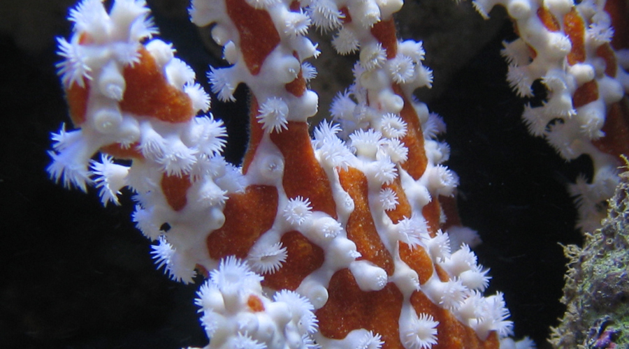 reef aquarium methods