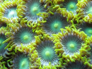 Green Zoanthid Reef Coral Fish Tank