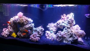 aquarium articles how to setup saltwater fish tank