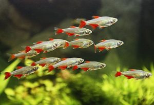 Best tankmates for goldfish 2017