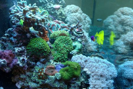 best natural reef tank methods