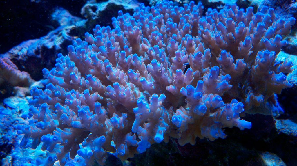 Introduction to Corals.