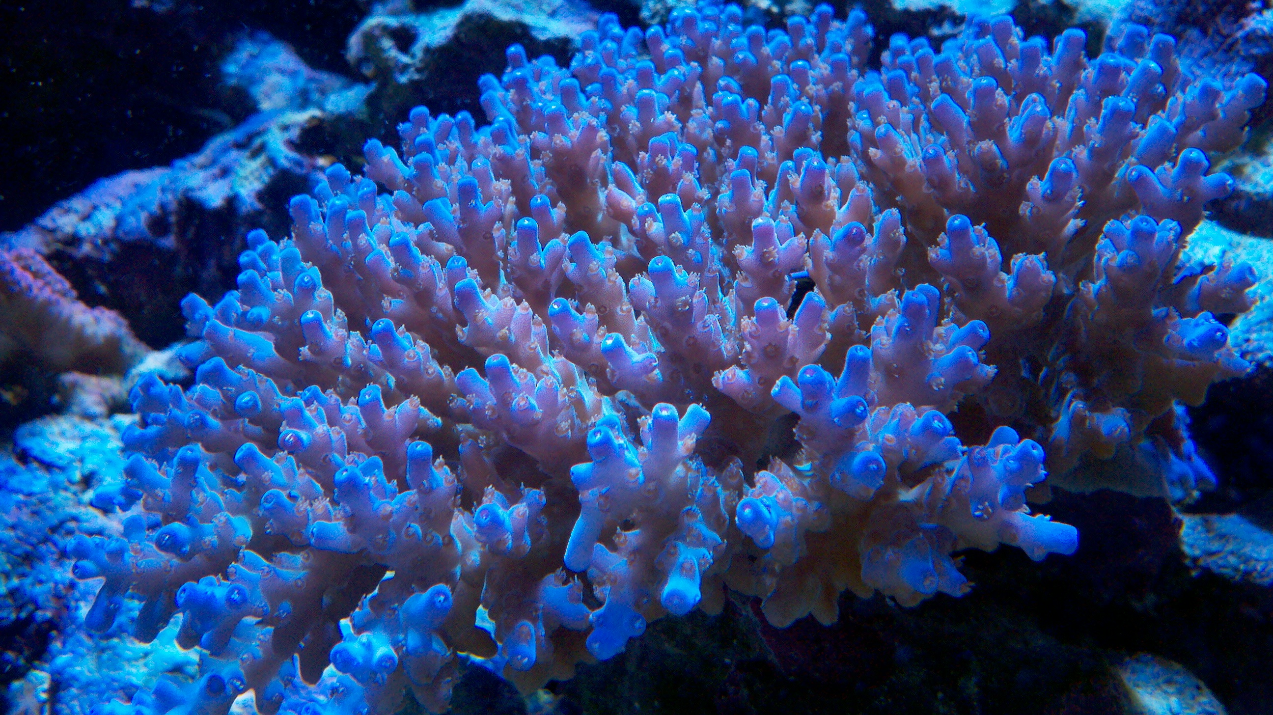 best way to grow sps corals