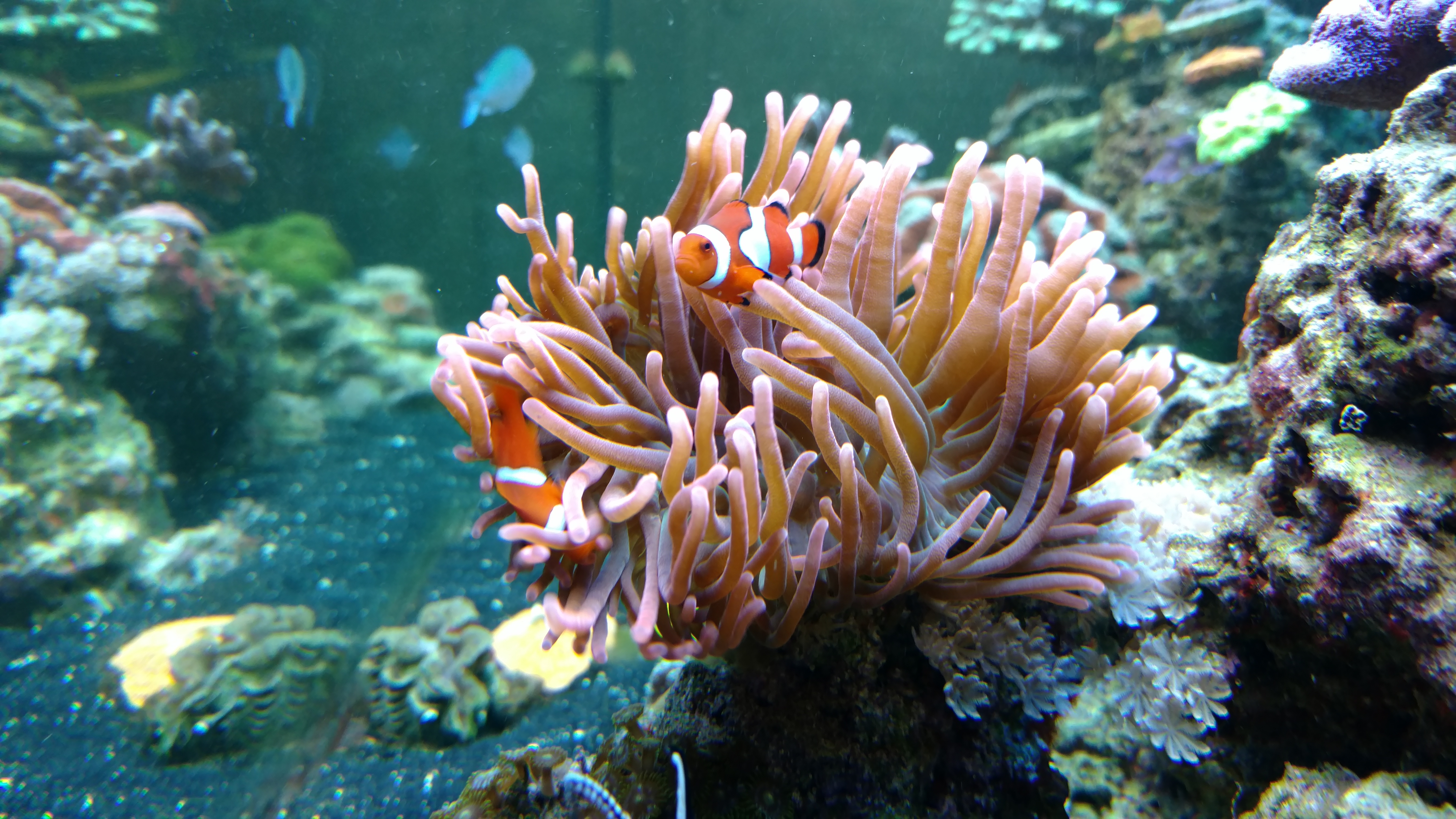 Rose bubble tip anemone hosting ocellaris clownfish