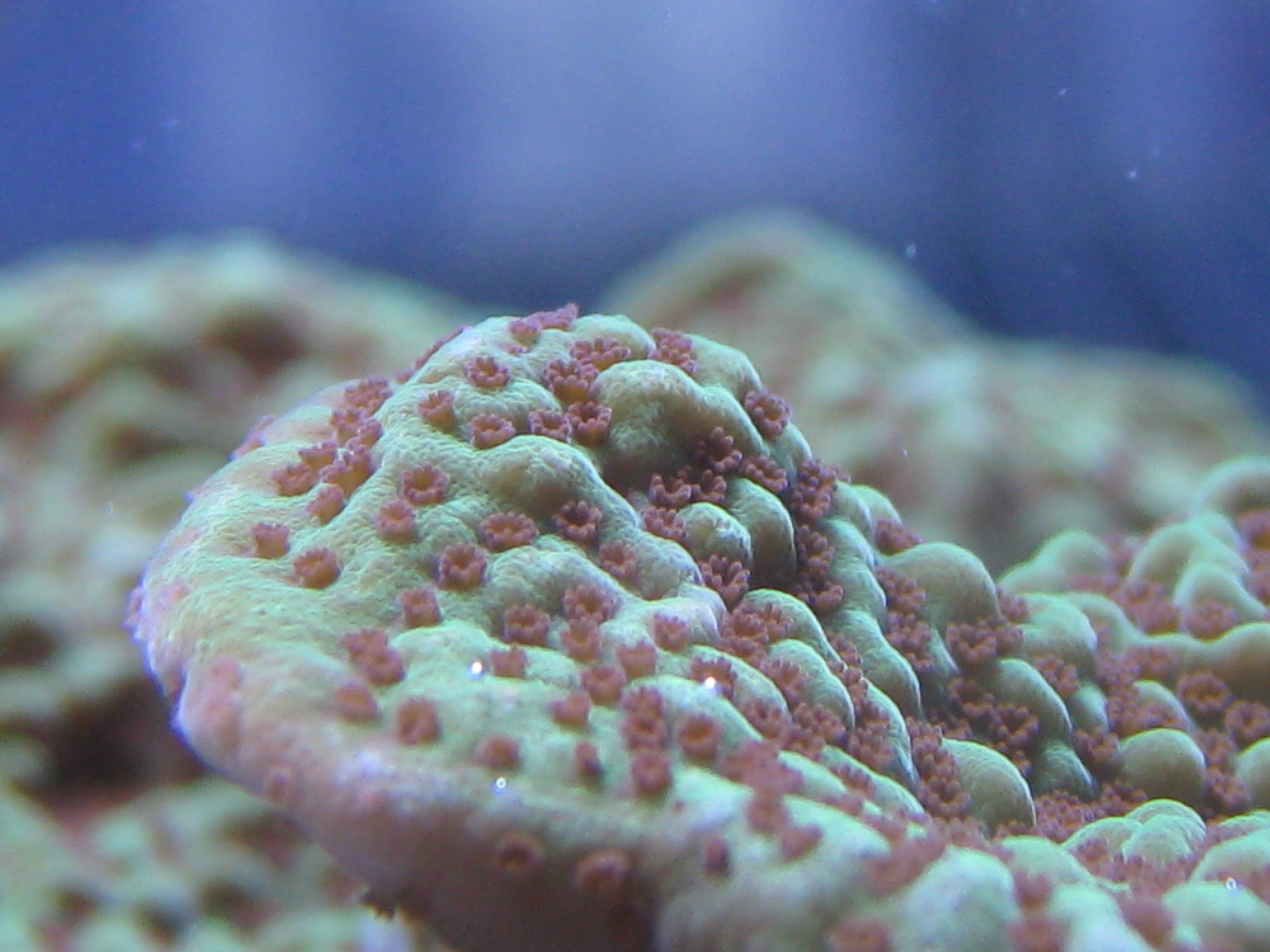 montipora coral care sps
