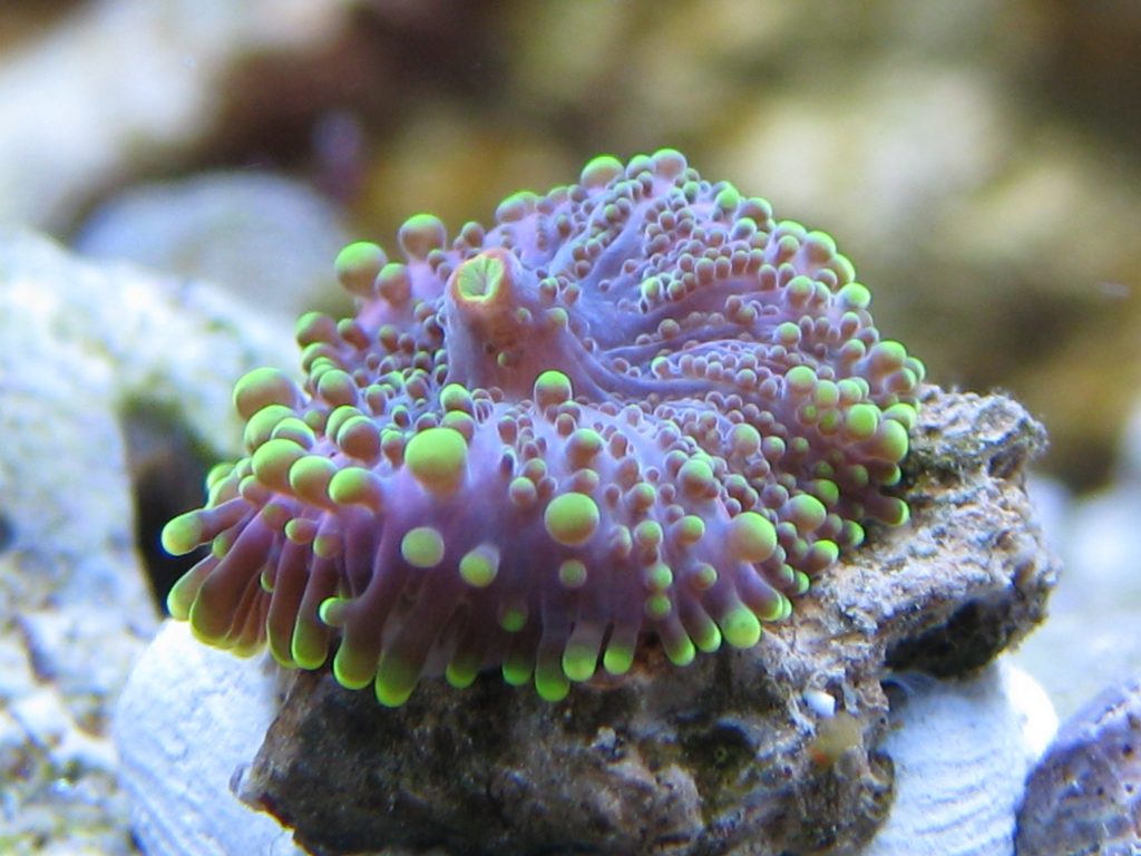 Introduction to Corals Advanced Aquarium Concepts