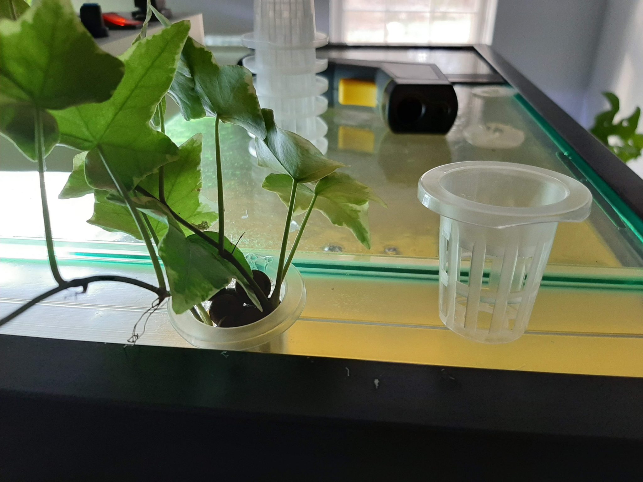 Growing Plants from the Top of Your Aquarium Advanced Aquarium Concepts