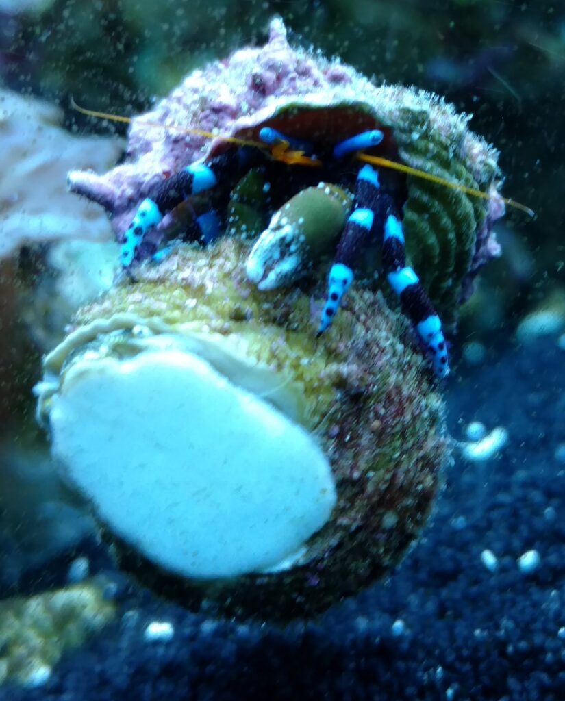 blue knuckle hermit crab care guide