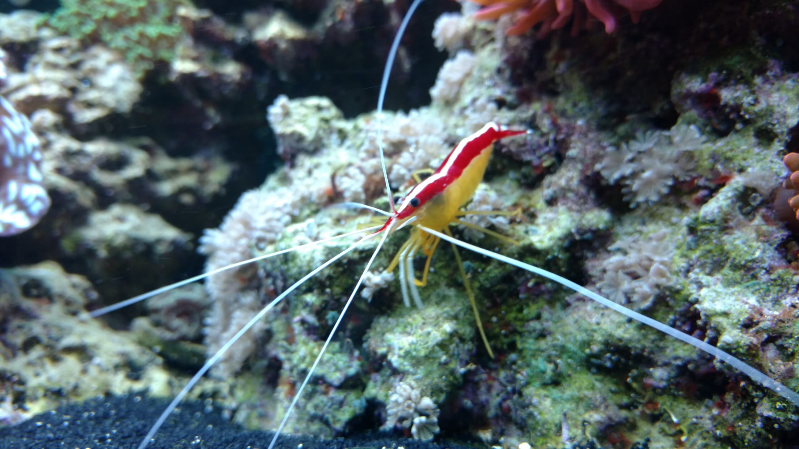 reef safe shrimp care guide