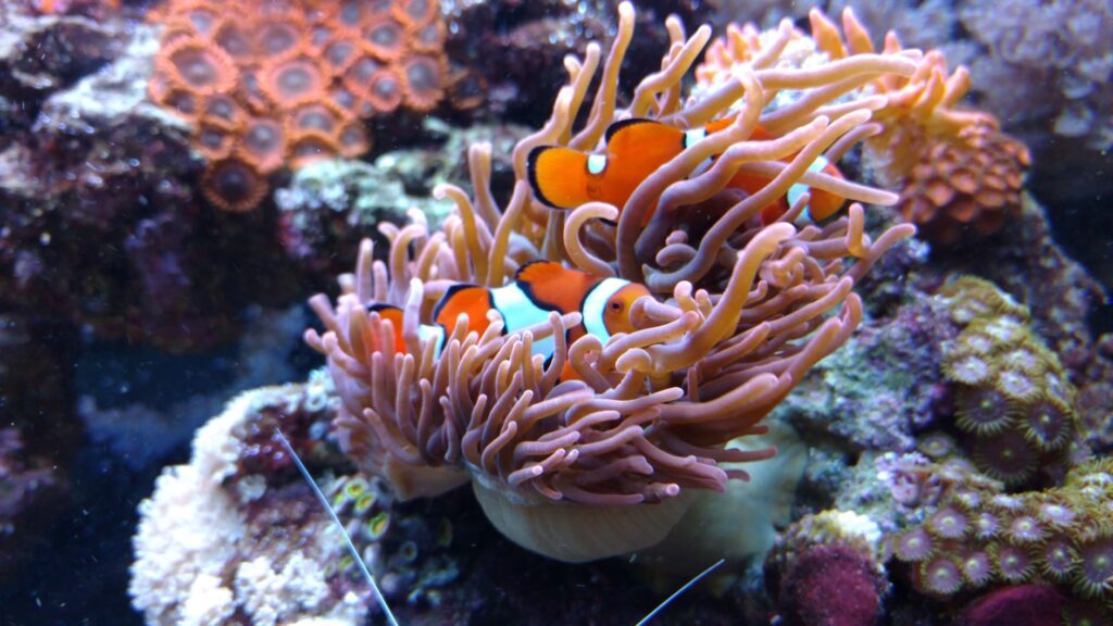 How to take care of clownfish
