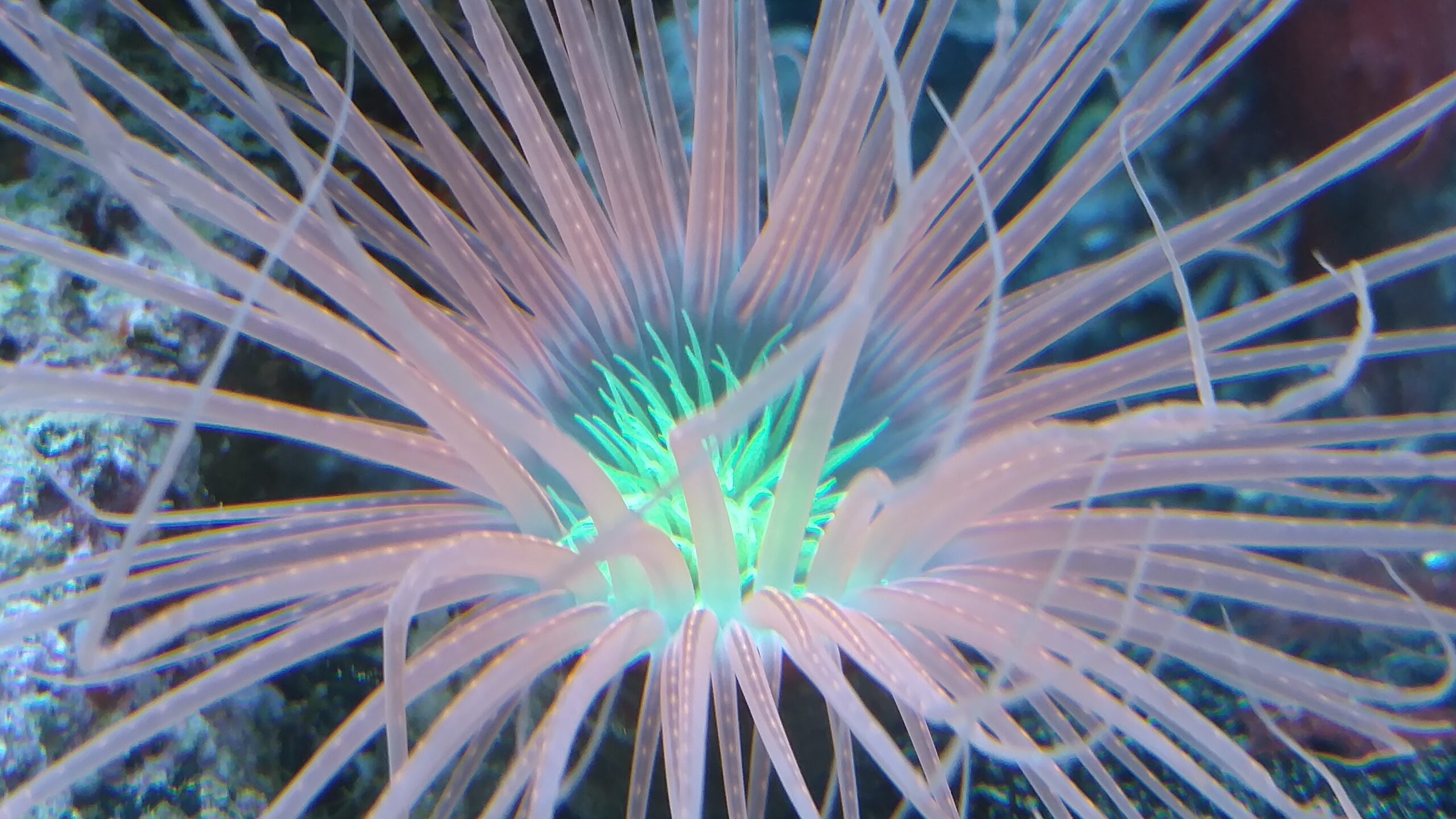 Tube anemone care guide