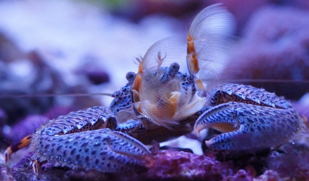 Porcelain crabs reef invertebrate