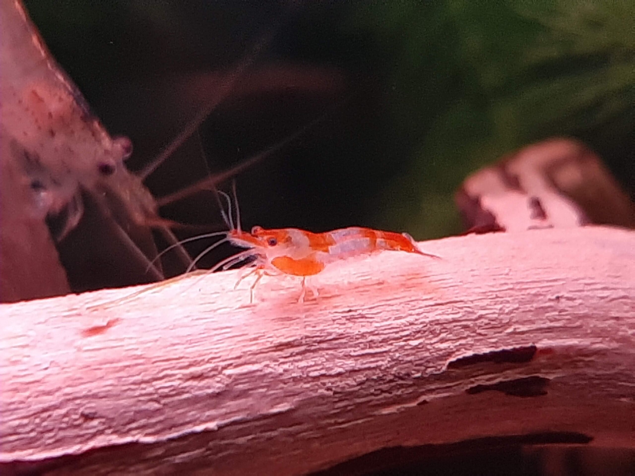 Freshwater shrimp feeding