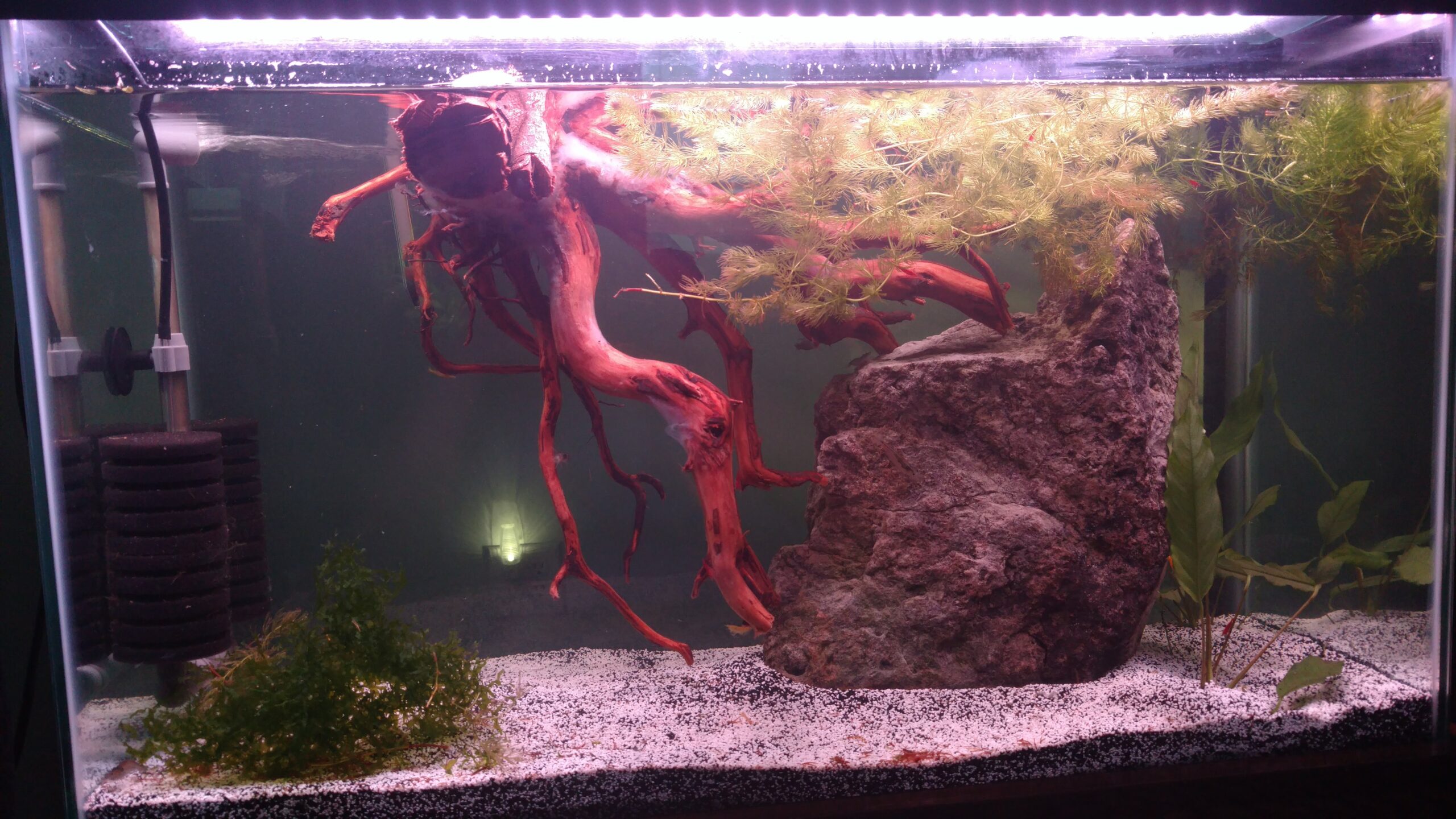 Freshwater shrimp tank setup